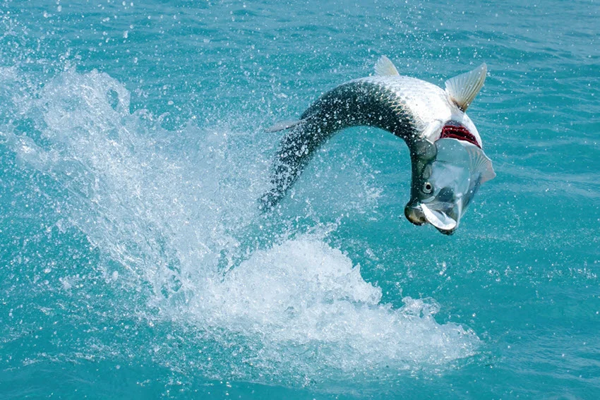 Action shot of a Tarpon launching out of the water in Florida during peak fishing season.