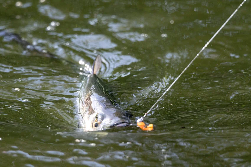 Close up view of a hooked Tarpon at the surface in Florida with a tight leader and rippling water.