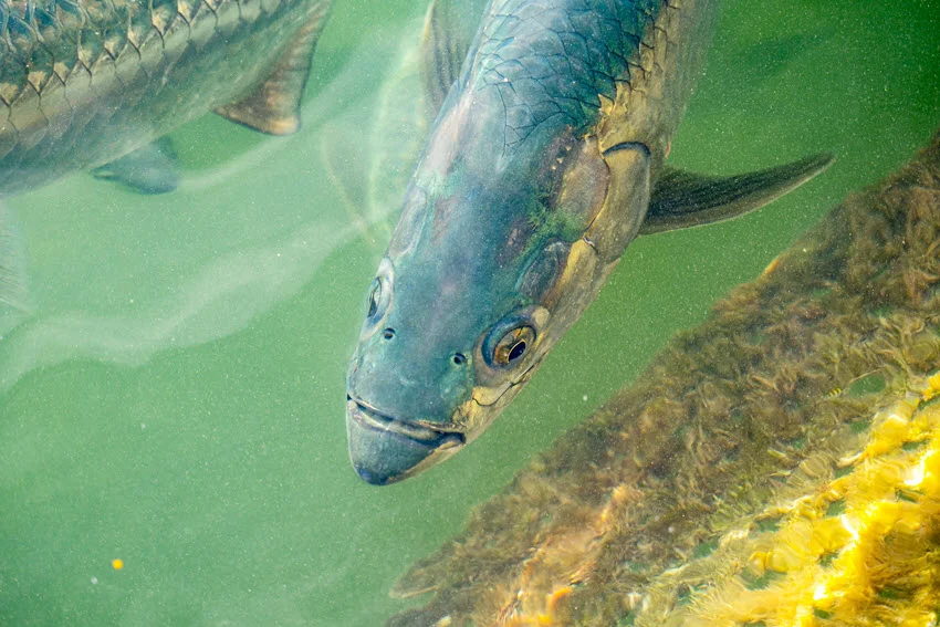 Underwater view of a Tarpon cruising in green water in the Florida Keys near seagrass and structure.