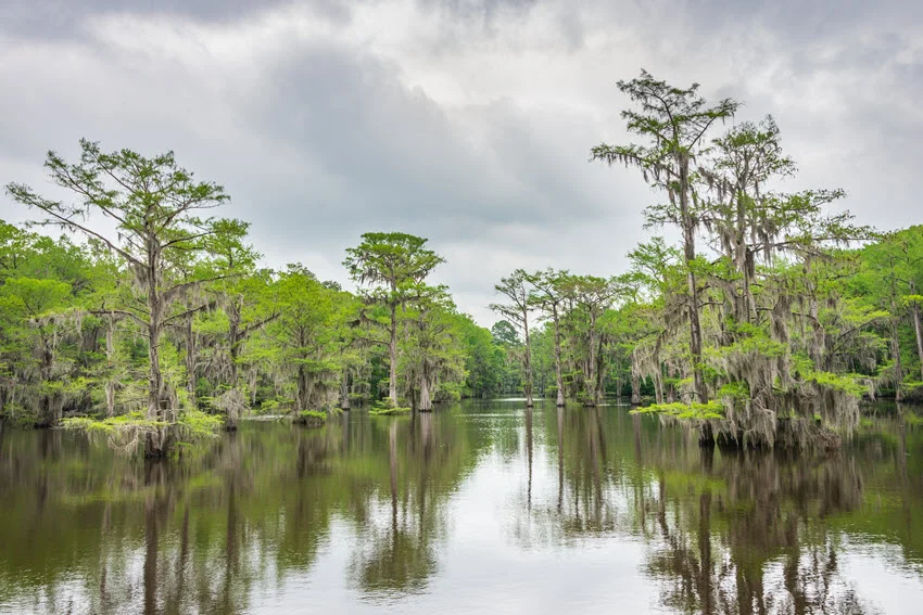 Caddo Lake State Park area, calm water and beautiful piney trees.