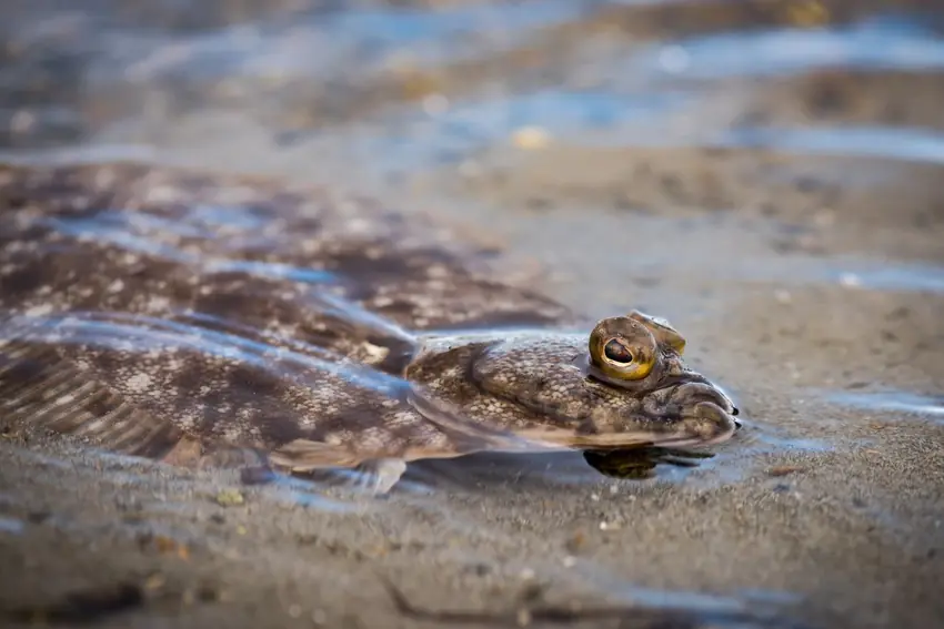 Close view of a camouflaged Flatfish resting in shallow water along a sandy shoreline, with one eye rising above its mottled body.