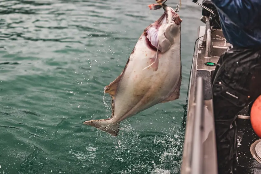 An Angler lifts a large Halibut beside a fishing boat as seawater runs from the fish's pale underside.