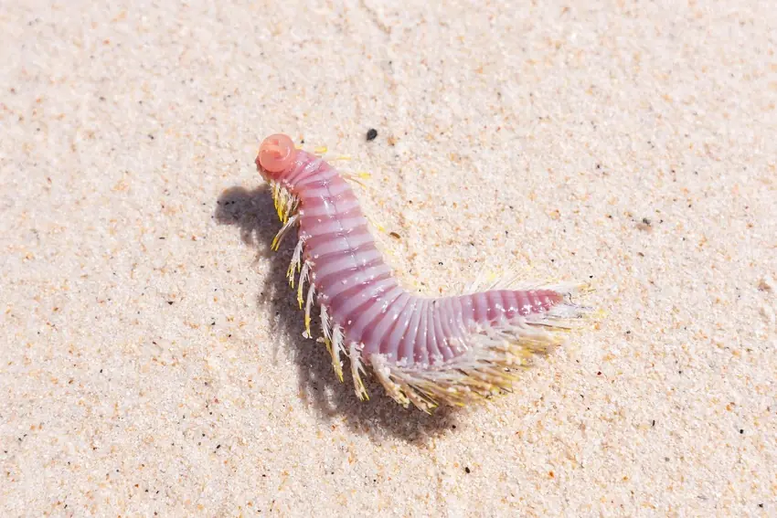 A pink segmented sea worm lies on wet sand, showing the natural bait's bristled sides and curved body.