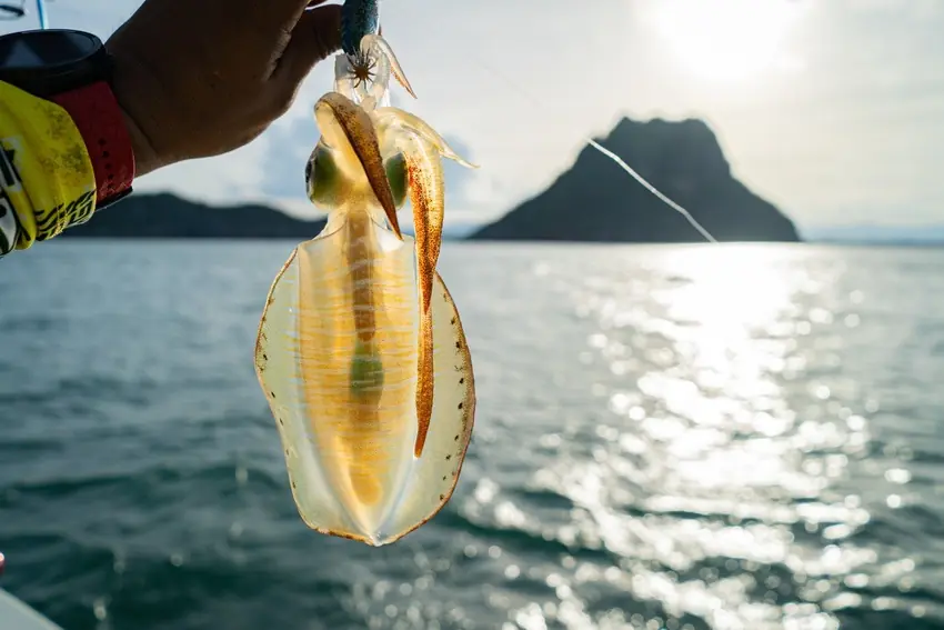 A Squid hangs from a fishing lure above open water as sunlight reflects across the sea behind it.