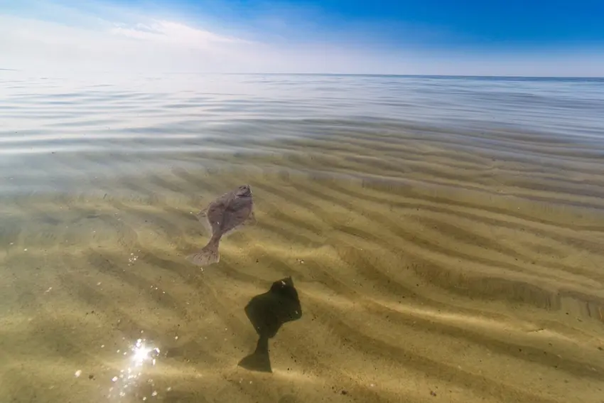 A Turbot swims through clear, shallow water above a rippled sandy bottom, casting a dark shadow beneath its flat body.