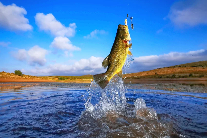 Action shot of a Bass jumping from a lake after striking a spinnerbait near the surface.
