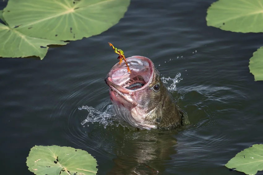 Bass striking a surface lure near lily pads during topwater freshwater fishing.