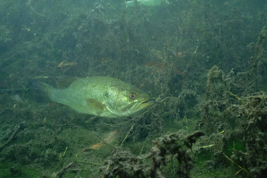 Bass moving through underwater vegetation, roots, and natural cover in a freshwater lake.