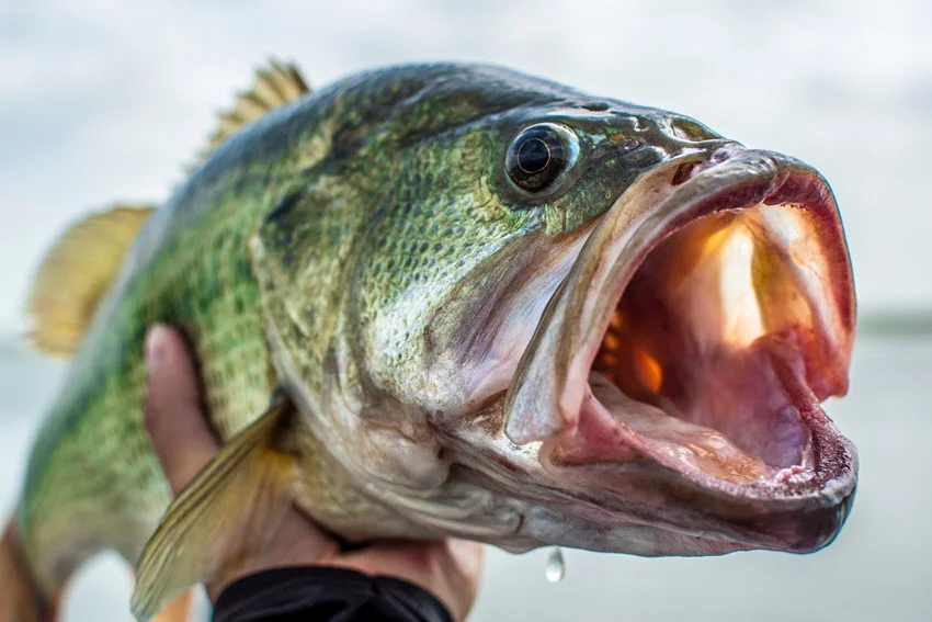 Types of Bass: How to Identify and Catch Them.