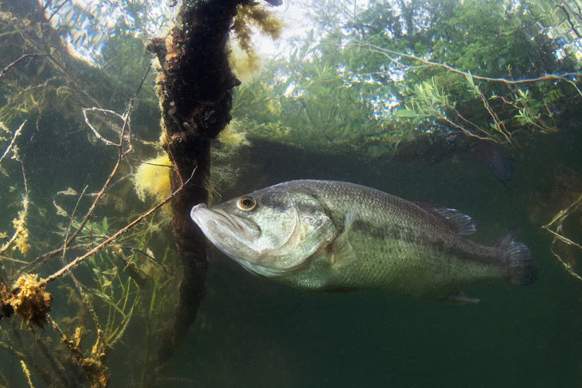 Largemouth Bass holding near submerged trees, weeds, and shallow freshwater cover.
