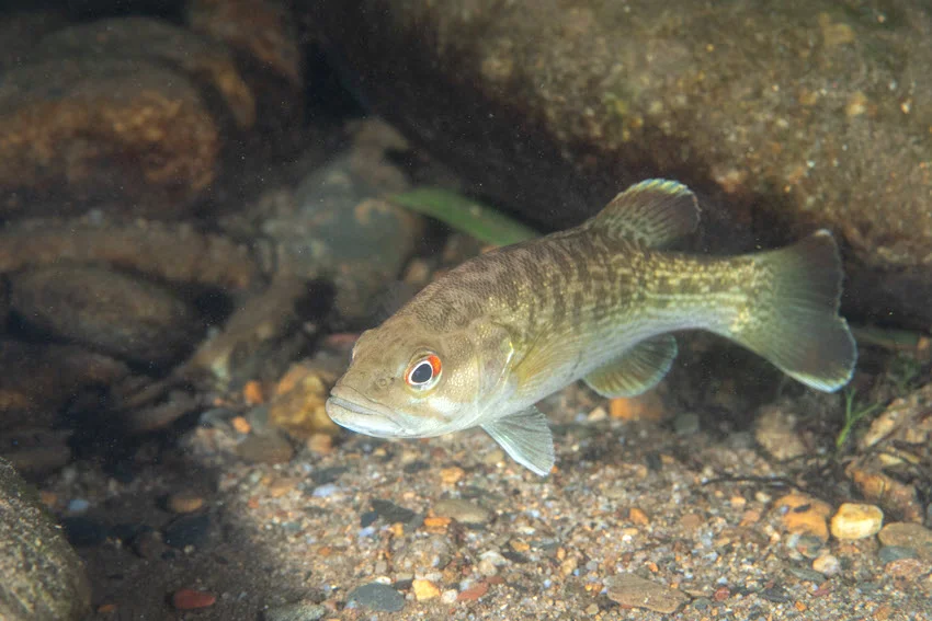 Redeye Bass swimming underwater near rocks, gravel, and natural freshwater structure.