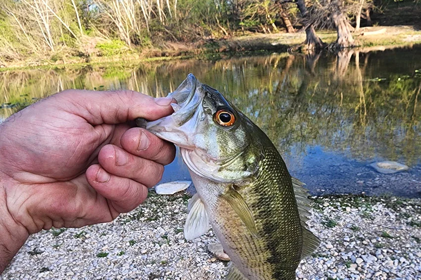 Angler holding a Rock Bass near a quiet creek bank with shallow freshwater habitat.