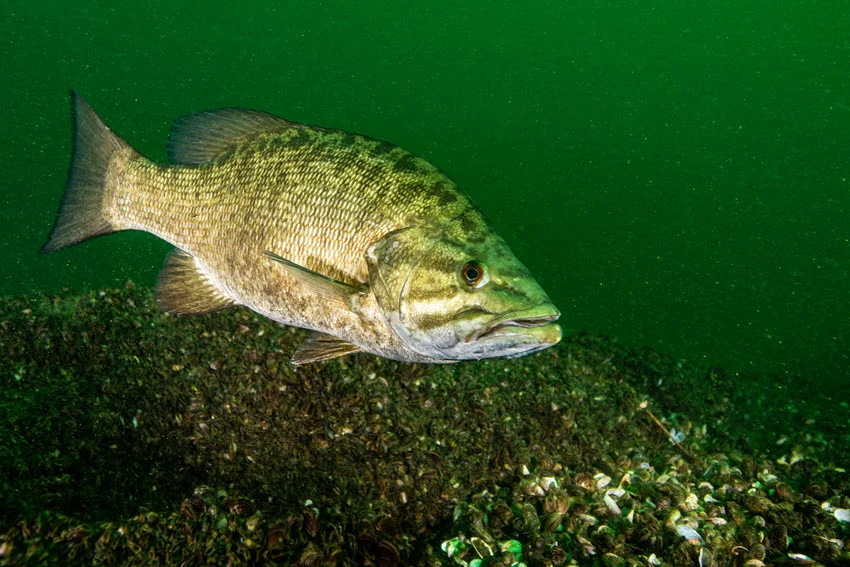 Underwater view of a Smallmouth Bass swimming over a rocky freshwater bottom in clear green water.