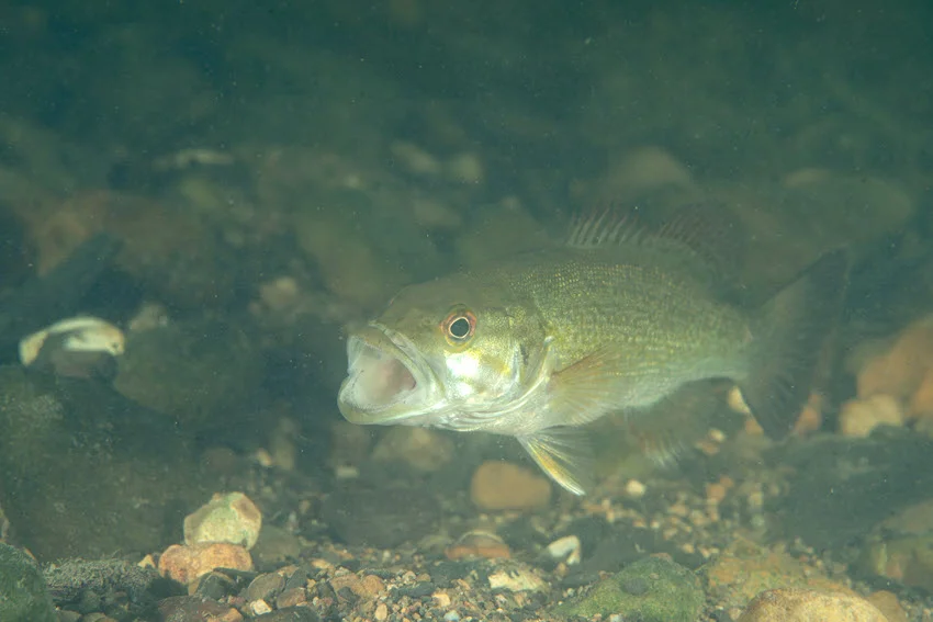 Spotted Bass swimming over gravel, rocks, and dim freshwater structure in clear water.