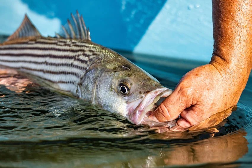 Striped Bass being released by hand in shallow water after a successful catch.
