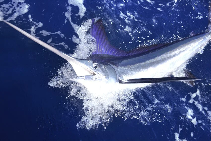 Close view of an Atlantic White Marlin near the surface with its dorsal fin raised during an offshore fight.