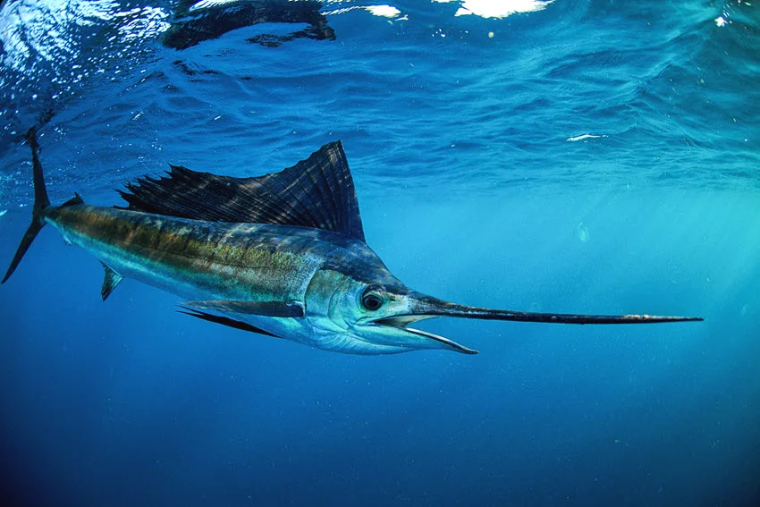 Underwater view of a Sailfish swimming near the surface off the Florida coast.