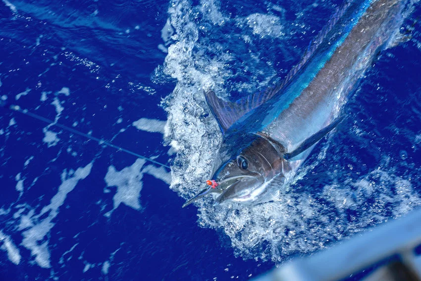 Close view of a hooked Short-billed Spearfish beside the boat with a lure visible near its bill.