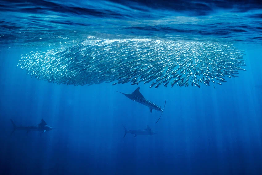 Underwater view of Striped Marlin hunting beneath a tight baitfish school in Baja California blue water.