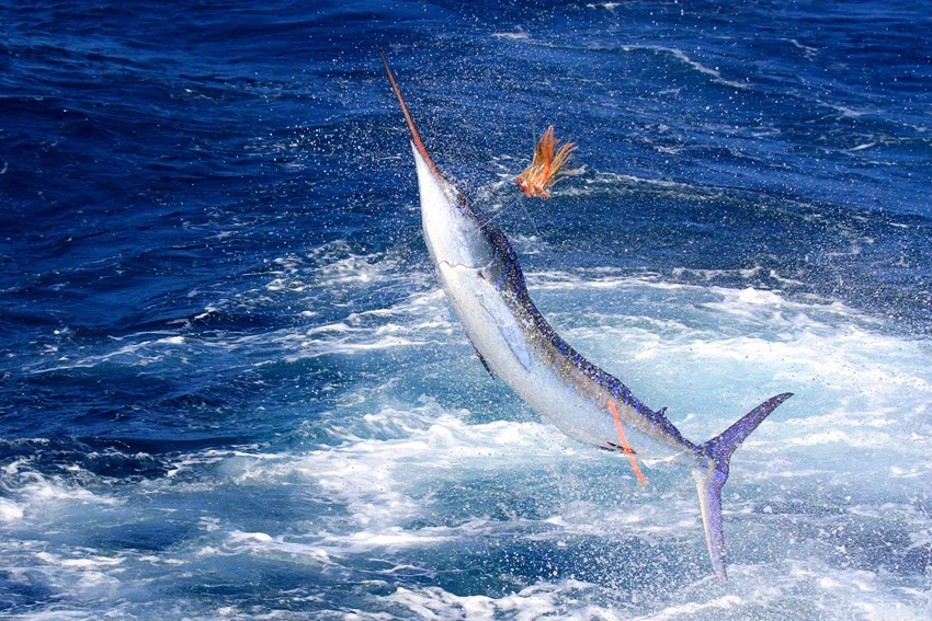 Action shot of a Striped Marlin jumping beside a trolling lure in deep blue offshore water.