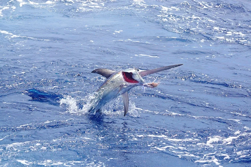 Swordfish jumping near the surface in open blue water after being hooked during offshore sport fishing.