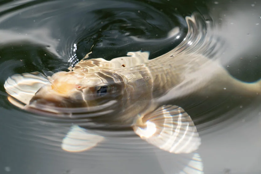 View of a Gold Ghost Koi rising to the surface in shallow pond water to feed, with shimmering scales reflecting sunlight on calm water.