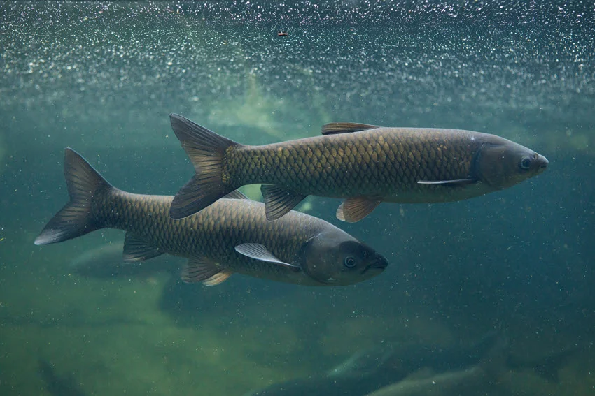 Grass Carp (Ctenopharyngodon idella) swimming in freshwater, showing its elongated body and silver green scales.