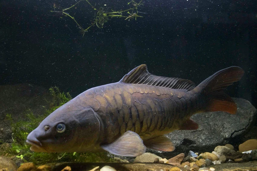 Close up portrait of a Mirror Carp in clear water, highlighting its smooth, irregular scales, golden bronze skin, and distinctive facial features.
