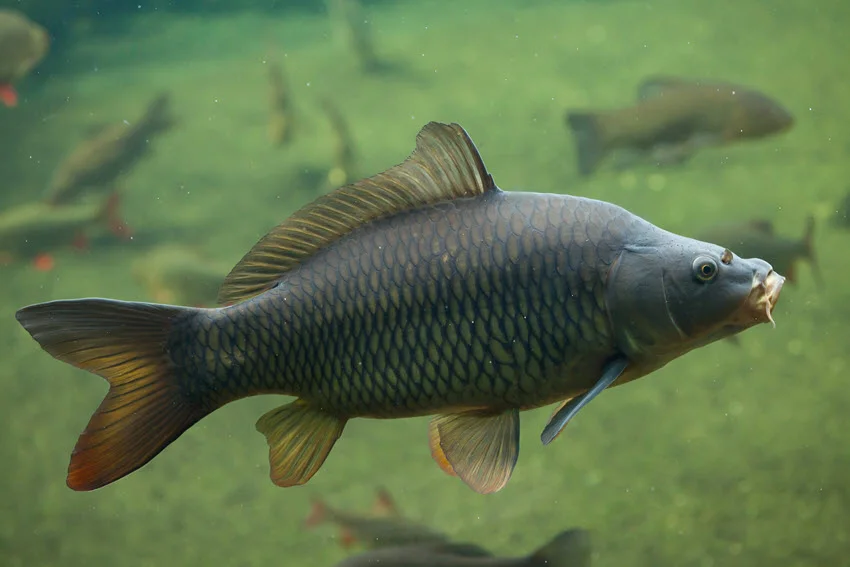 Close up shot of a Common Carp (Cyprinus carpio) swimming in freshwater, showing its golden brown scales and strong body.