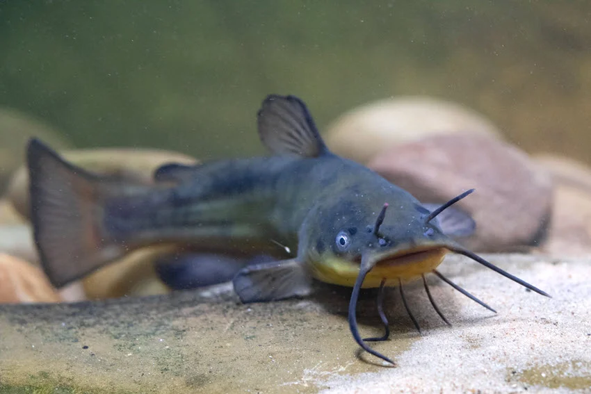 Close view of a Black Bullhead Catfish resting on a sandy bottom, with dark body color and long barbels visible.