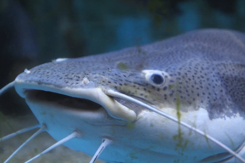 Close view of a Blue Catfish head underwater, highlighting the wide mouth, spotted skin, and long white whiskers.