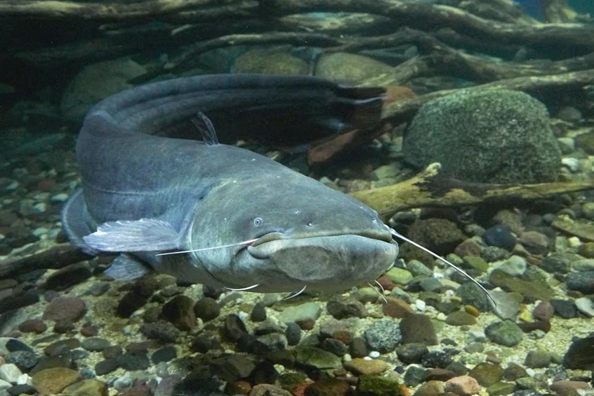 Types of Catfish: How to Identify and Catch Them.