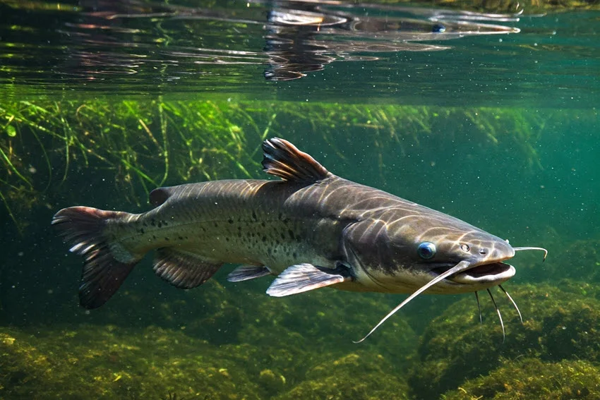 View of a Channel Catfish swimming through green freshwater near aquatic plants, with whiskers and forked tail visible.