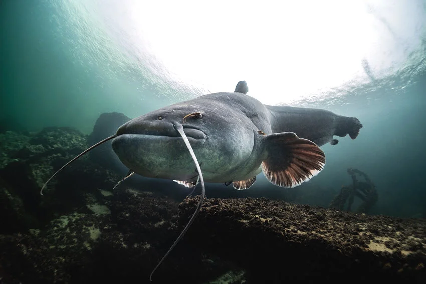 Close view of a large Catfish swimming over a rocky lake bottom, showing its broad head and long whiskers.