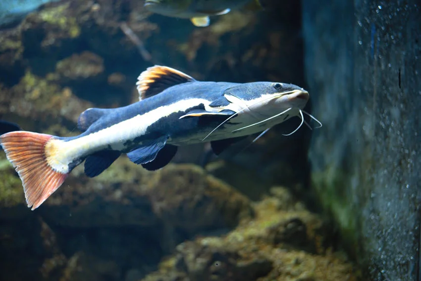 Focused shot of a Redtail Catfish swimming past rocks in an aquarium, with its white side stripe and red tail visible.
