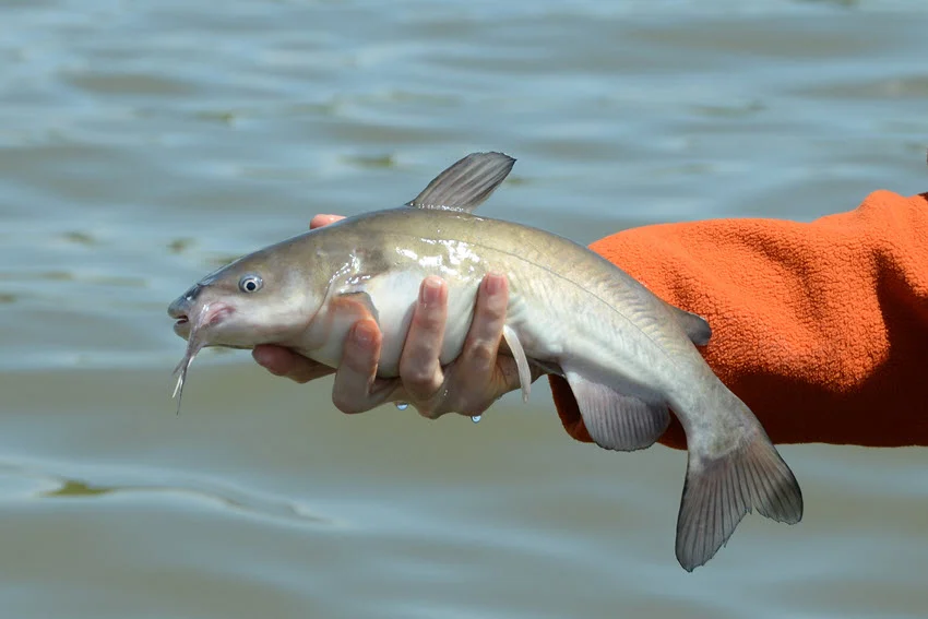 Angler holding a White Catfish over calm water after a freshwater catch, showing its pale body, forked tail, and long whiskers.