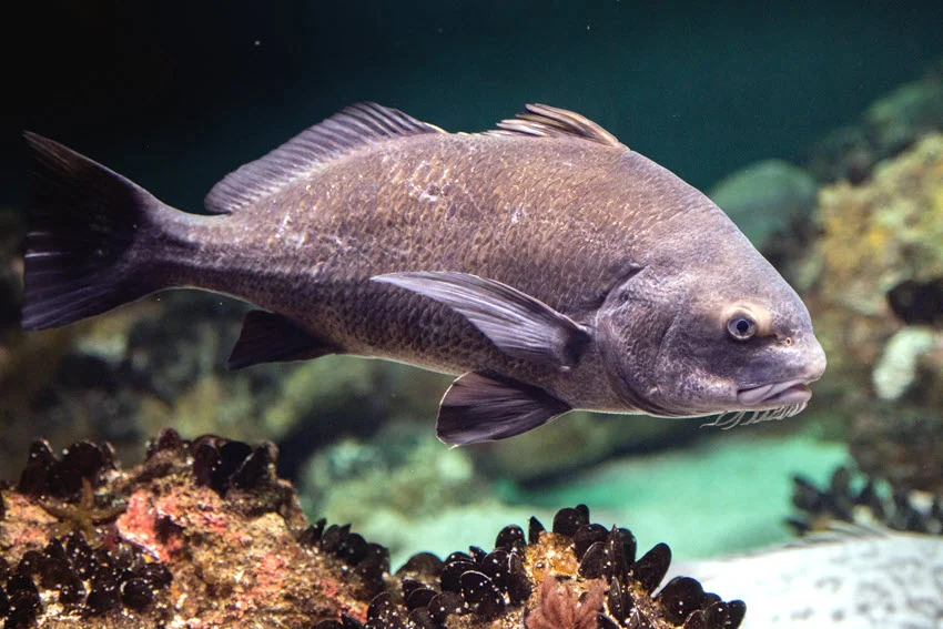 Underwater view of a Black Drum swimming over rocky reef habitat with its deep body and chin barbels visible.