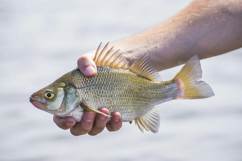 Angler holding a Freshwater Drum close to the water, showing its silver body, yellow fins, and spiny dorsal fin.
