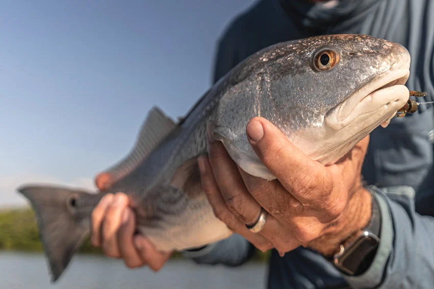 Close view of a hooked Red Drum held near the water with a soft plastic lure in its mouth.