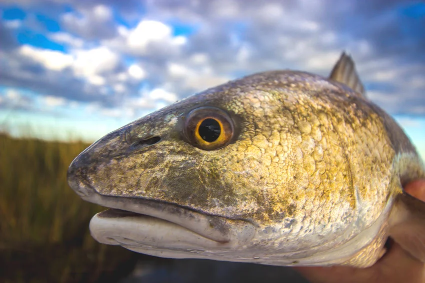 Close view of a Red Drum showing its golden scales and large eye in shallow marsh water.