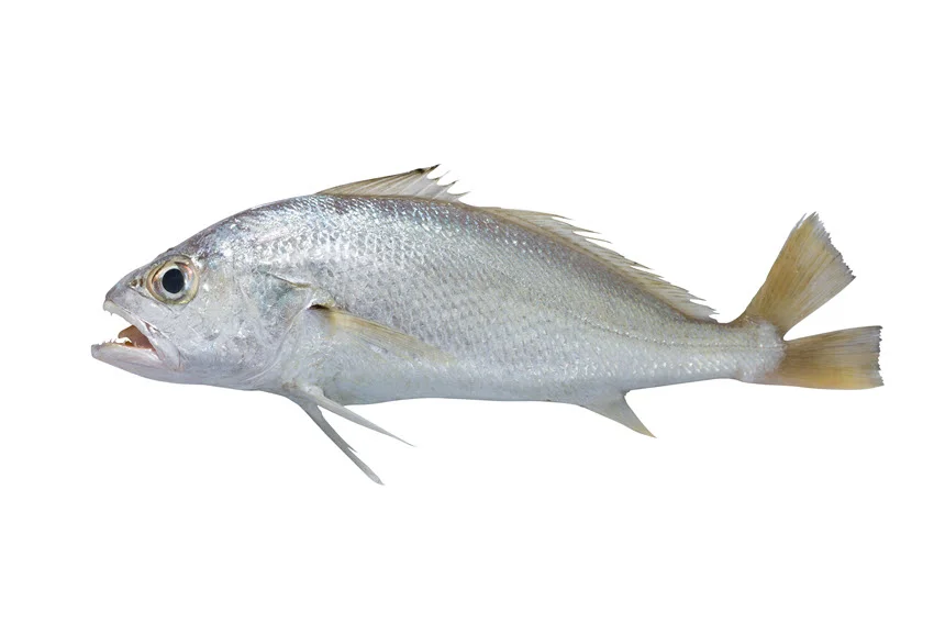 Side profile of a Silver Drum on a white background, showing its silver body and yellowish tail fin.