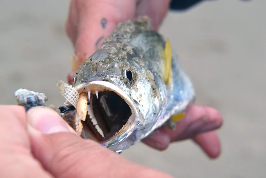 Close view of a Weakfish with its mouth open and a lure visible during an inshore fishing catch.