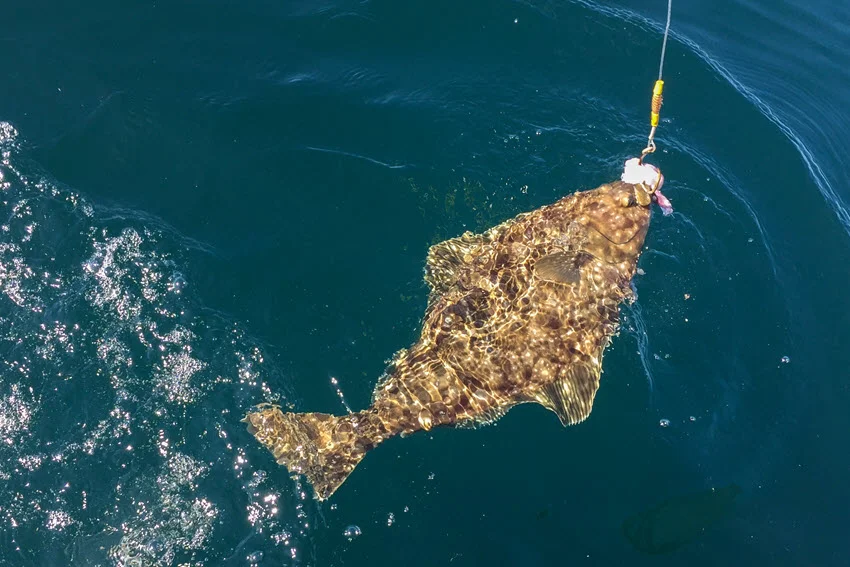 Alaskan Halibut being pulled alongside a boat on a hook over deep blue water.