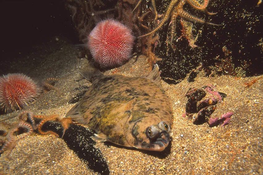 Dab Flatfish resting on a sandy seabed with natural camouflage in an underwater shot.
