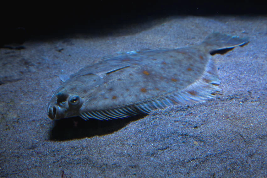 European Plaice lying on the seafloor with its spotted pattern visible in an underwater view.