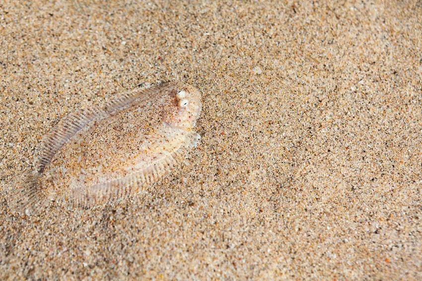 Sole partially covered in sand, showing fine camouflage and flat body shape.