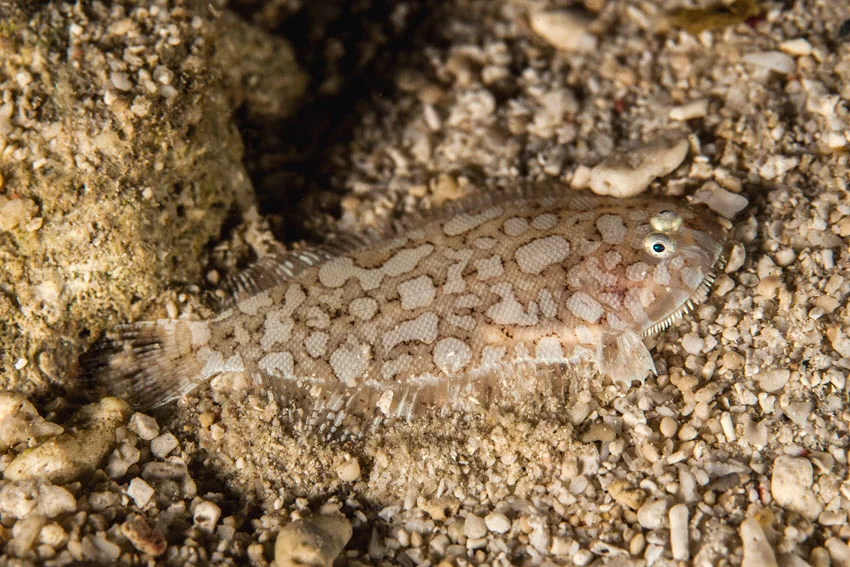 Camouflaged Flatfish blending into a rocky, sandy bottom in shallow water.