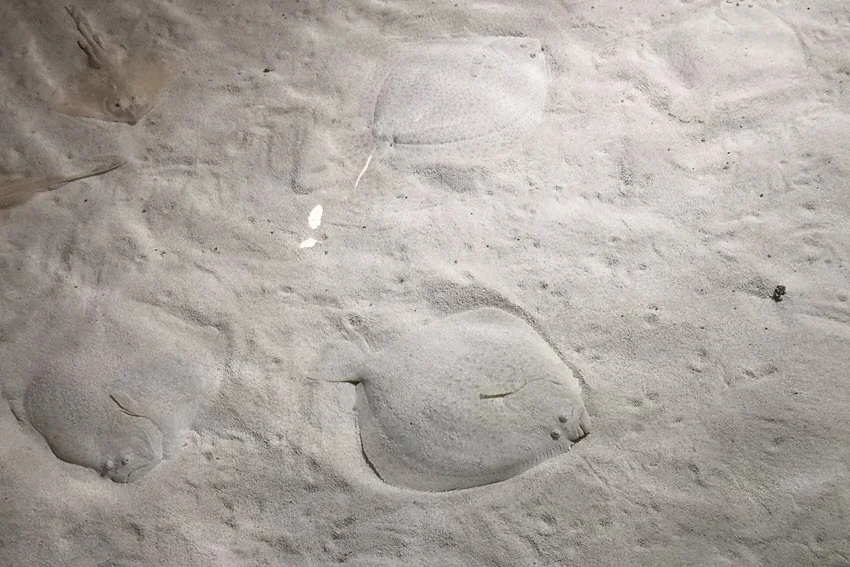 Two Flatfish hidden in pale sand, showing how they disappear against the bottom.