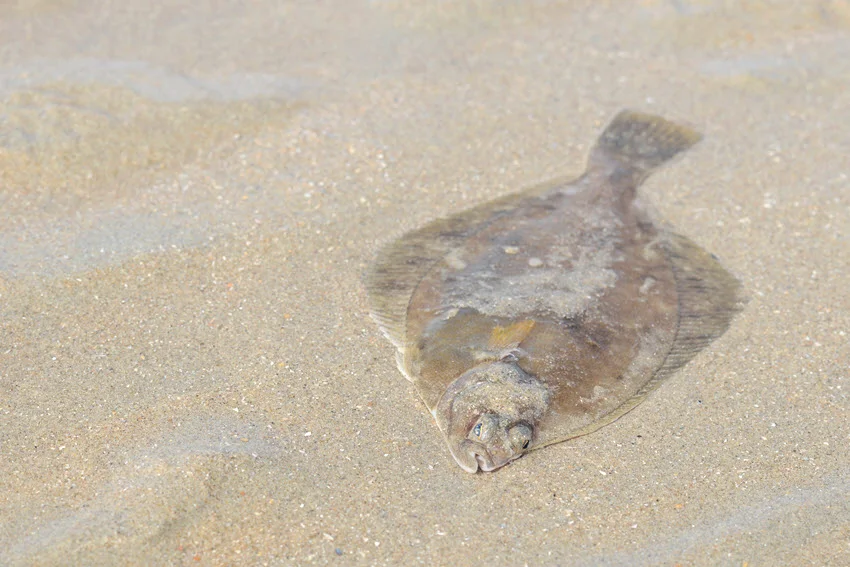 Flounder resting on sandy bottom in shallow water, blending in with the surrounding grains.