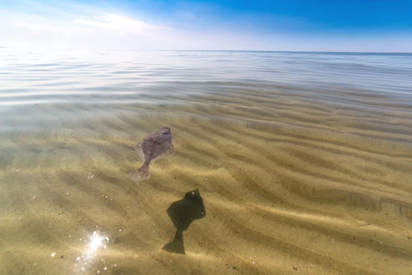 Turbot gliding over rippled sand in shallow, clear water near the shoreline.